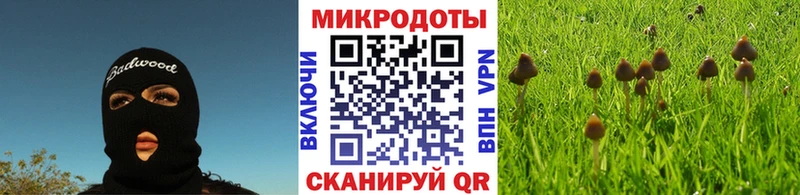 Галлюциногенные грибы Psilocybe Невельск